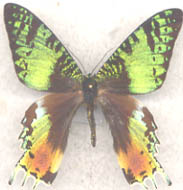 Urania ripheus (aberant) from very old collection(around 1920!) (Internet Image property of respective owner, non-commercial use only)